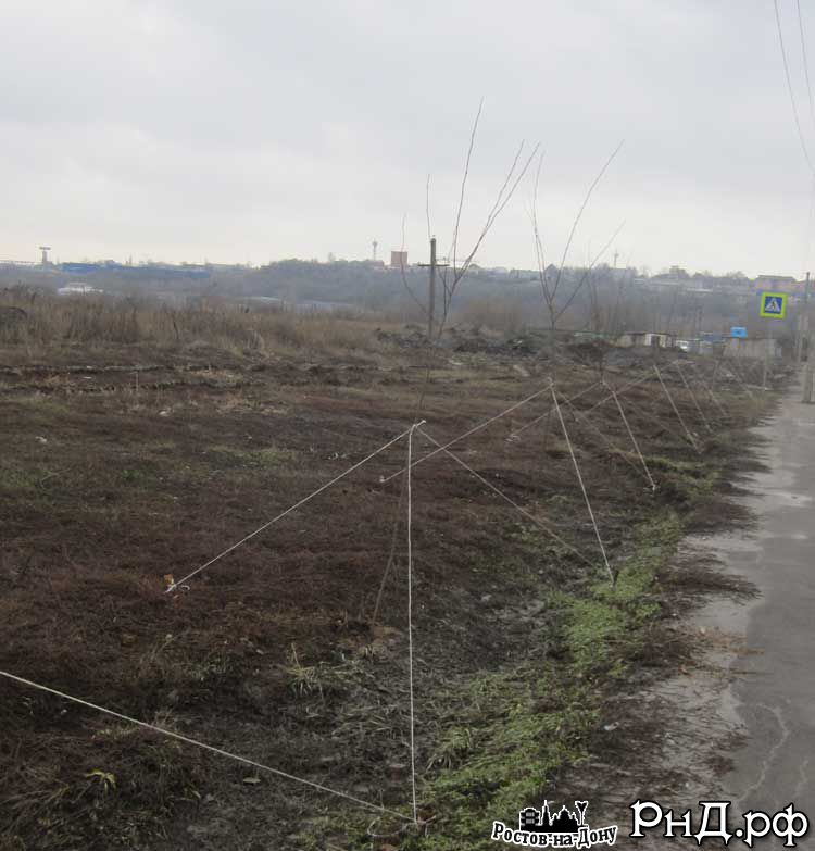 Новая аллея на муниципальной территории вдоль ул. Вавилова по дороге на Суворовский